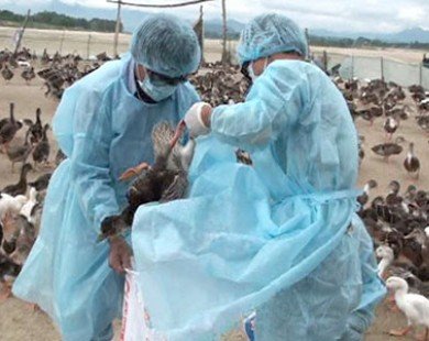Công bố dịch cúm H5N1 trên địa bàn tỉnh Lào Cai