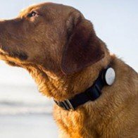 NTT Docomo cung cấp dịch vụ theo dõi cún cưng