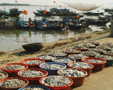Khánh Hòa hạn chế các nghề khai thác hải sản ven bờ