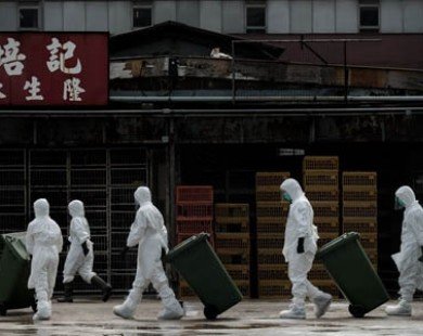 Trung Quốc xác nhận bùng phát cúm gia cầm H5N1