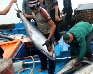 Ngư dân Quảng Ngãi liên tiếp được mùa cá ngừ đầu năm