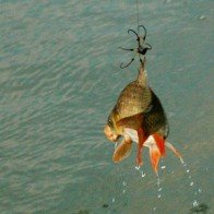 Câu cá giải trí thu hút khách du lịch đến với Cần Thơ