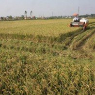 Mở rộng cánh đồng mẫu lớn theo VietGap, GlobalGap