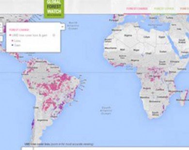 Google trình làng công cụ giám sát nạn chặt phá rừng