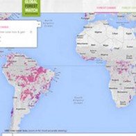 Google trình làng công cụ giám sát nạn chặt phá rừng
