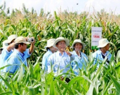 Bầu Đức bổ sung đầu tư vào trồng bắp tại Campuchia