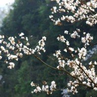Cao nguyên Mộc Châu đẹp ngất ngây mùa đào nở