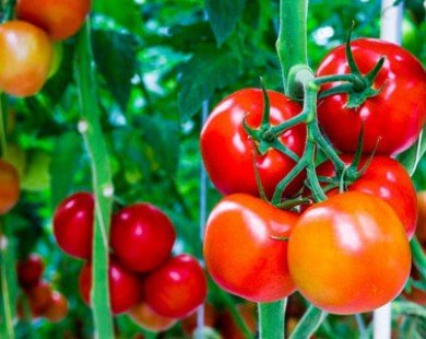 Cách chọn cà chua ngon và bảo quản