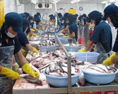 Sản xuất cá tra gặp khó, ngành tôm có nhiều thuận lợi
