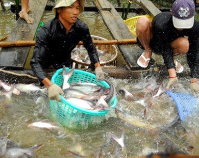 Tái cơ cấu ngành cá tra Việt, hướng tới liên kết chuỗi