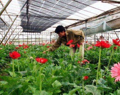 Hà Nội hỗ trợ phát triển vùng trồng hoa cao cấp