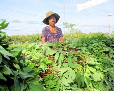 Quái đản thương lái Trung Quốc thu mua mầm thảo quả