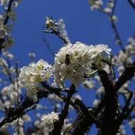 Ngất ngây ngắm hoa đào, mận Sa Pa nở muộn