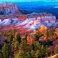 Những cây thông khổng lồ mọc lên trong hẻm núi