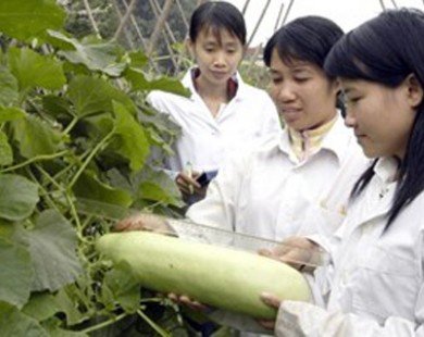 Việt Nam và Mozambique hợp tác phát triển nông nghiệp