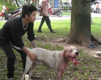 Bàng hoàng chứng kiến cảnh chọi chó đẫm máu ở Hà Nội