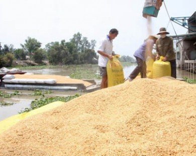 Mexico tìm hiểu thị trường lúa nguyên liệu của An Giang