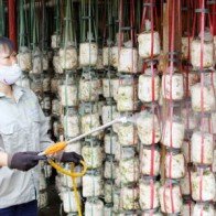 Đồng Nai sản xuất các loại nấm ăn theo tiêu chuẩn VietGap