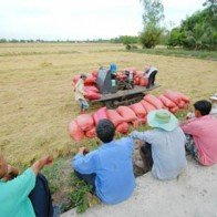 Lúa rớt giá từng ngày, thương lái miền Tây bỏ ruộng