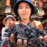 Chợ côn trùng độc nơi biên giới