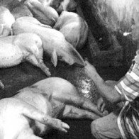 Bơm nước gia súc trước khi giết mổ