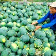 Dưa hấu miền Tây giá 1.500 đồng/kg, nông dân lỗ nặng
