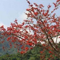 Đẹp nao lòng sắc hoa tháng Ba
