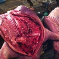 Theo chân tiểu thương đưa thịt lợn chết, bốc mùi về quán cơm