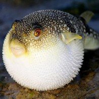 Top những thực phẩm dễ gây ngộ độc cho bà bầu