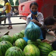 Thương lái Trung Quốc tuyển chọn dưa hấu Việt gắt gao