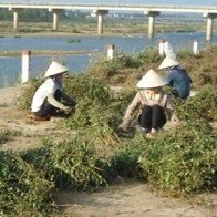 Thương lái Trung Quốc lại lùng mua lá trầu không, cà gai leo