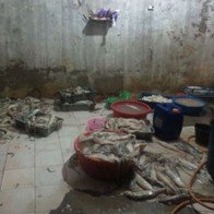 Đang ướp mực thối với hóa chất thì bị bắt quả tang