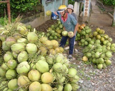 Mới đầu mùa nóng, dừa, mía đã tăng giá hơn 30%
