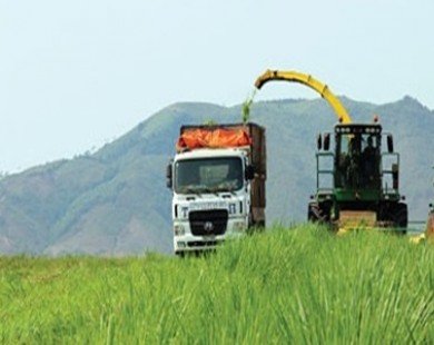 Đại gia Việt rủ nhau đi trồng cỏ nuôi bò