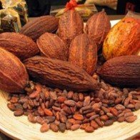 Thị trường cacao thế giới đối mặt khủng hoảng nguồn cung