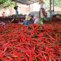 Vụ ớt "đắng” vì thương lái Trung Quốc ngừng thu mua