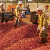 Cà phê thoát “hố tử thần”