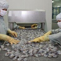 Xuất khẩu thủy sản: Vượt qua tranh chấp để phát triển