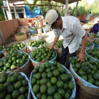 Làng tỷ phú cam sành ở Hậu Giang