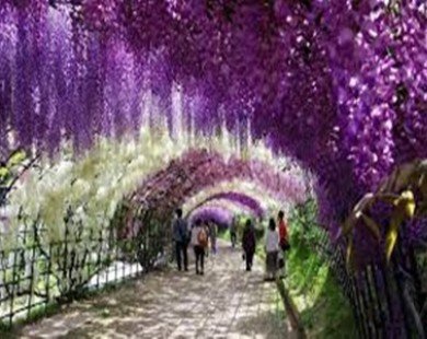 Japanese wisteria tunnel brings flowery display to Hanoi