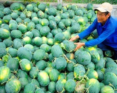 Khi nào nông sản Việt hết cảnh được mùa mất giá?