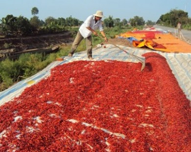 Thương lái Trung Quốc lại lừa người trồng ớt