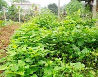 Rộ mốt trồng rau rừng ’cứu đói’ ở Hà Nội