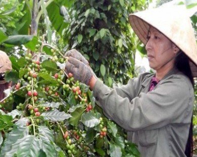 Dak Lak exports coffee to 60 countries worldwide