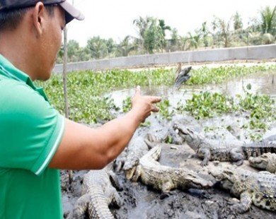 Trung Quốc tận thu cá sấu con