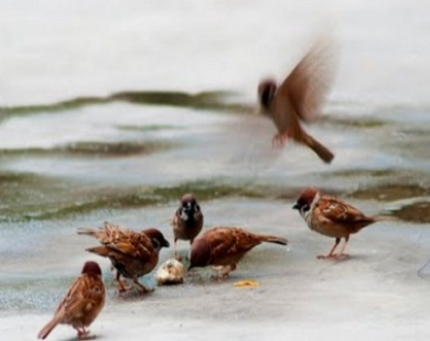 TTCK tháng 5: Chiến lược chim sẻ nhặt thóc?