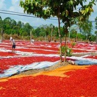 Người dân lao đao vì thương lái Trung Quốc chơi "nghiệt"