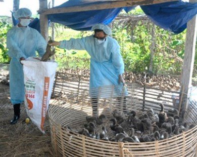 Bird flu epidemic may return to Vietnam