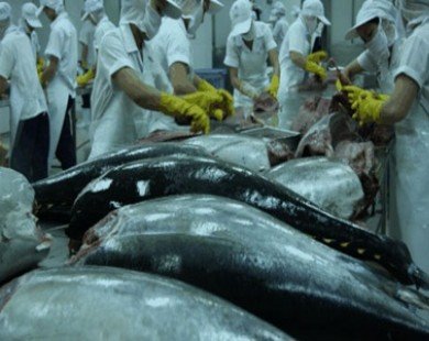 Germany–lucrative market for tuna exports