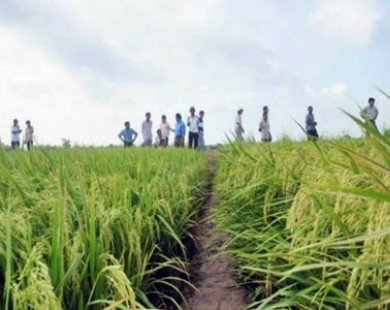 PPP will make Vietnam the world’s rice field, cook-house